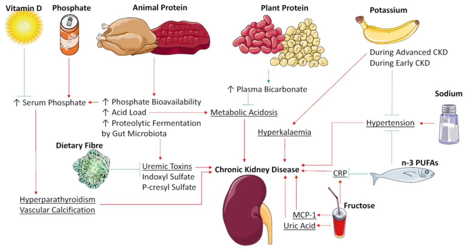 Dietary Modification in CKD